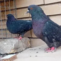 نر و ماده زاغ سبز پرشی بازی کن ب شرط میل پرش