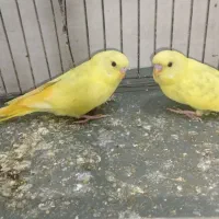 مرغ عشق جوان مغلوف