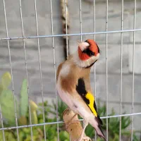 سهره