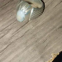 انگشتر بابا فوری کار دست