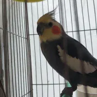 معاوضه عروسی هلندی با کوتوله نر