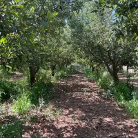 زمین باغچه ۱۸۰ متر ۲۲۵ متر /خ باغستان دماوند جابان