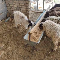بز ماده