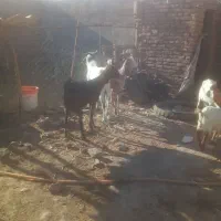 گوسفند فروشی