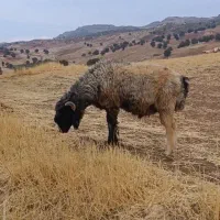 گوسفند|حیوانات مزرعه|خرم‌آباد, |دیوار