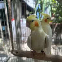 جفت های عروس هلندی
