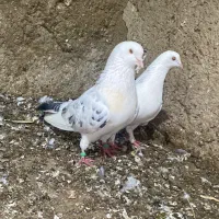 یک جفت خال پیست دم تخم