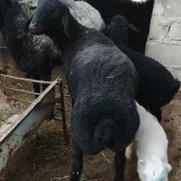 بره نر سالم
