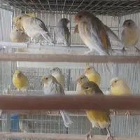 پنجاه عدد قناری جوجه پنج وشیش ماهه سیلور