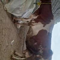 یک راس گاو سیمنتال هلندی پر گوشت جوان