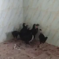 جوجه