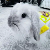 واگذاری خرگوش لوپ