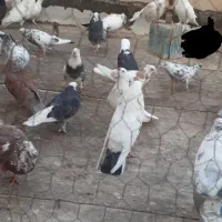 کبوتر