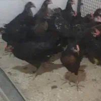 قربانی خروس سیاه