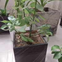 گل طبیعی
