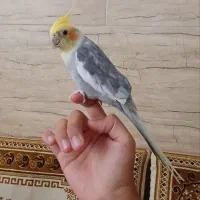 طوطی سخنگو