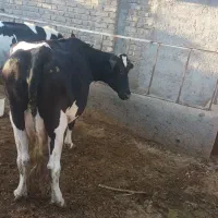 گاو شیری جوان بدون گوساله ۲۰ کیلو شیر
