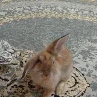 خرگوش