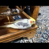 عروس هلندی دو کت