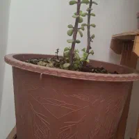 گل طبیعی