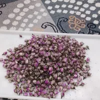 گل محمدی غنچه روستایی مغان