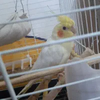 عروس هلندی سرحال