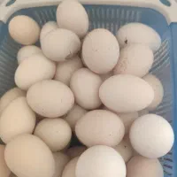 تخم‌مرغ محلی تازه ونطفه دار