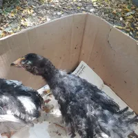 جوجه