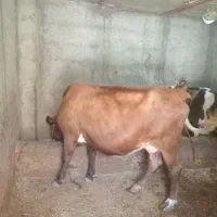 گاو