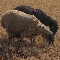 میش سیاه کبود