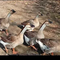 ۱۱عدد جوجه غاز دورگه