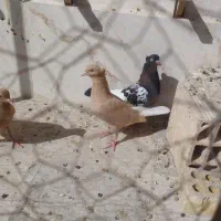کبوتر زرد دم سفید
