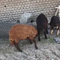 بره نر|حیوانات مزرعه|گرگان, |دیوار