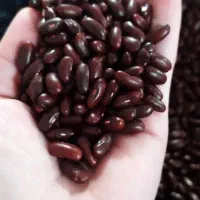 بذر لوبیا هلندی پاکتی