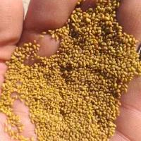 بذر یونجه رنجر آمریکایی ریشه تلخ