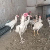 لاری کوشامو مینیاتوری