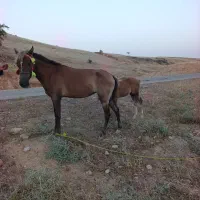 مادیان|اسب و تجهیزات اسب‌سواری|اندیمشک, |دیوار