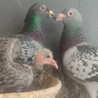 جوجه پلاکی