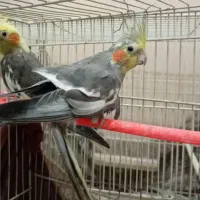 عروس هلندی جفتی