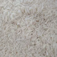 برنج کشت دوم امرالهی وهاشمی کشت اول