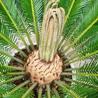 سیکاس اصیل