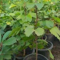 فروش گل ژینگو و فوتیکس