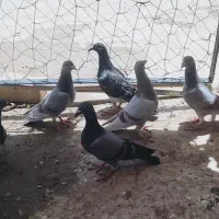 6عدد جوجه کفتر
