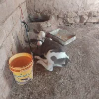 گاو با گوساله آرام سالم خوش خوراک