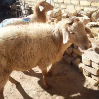 بز و بزغاله جوان .گوسفند وشیشک چاق..