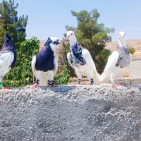 کفتر رنگی طوقی کله  لیلک هوای