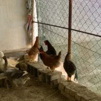 مرغ و خروس جوان