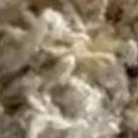 پشم گوسفندی