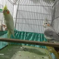 یک جفت طوطی عروس هلندی