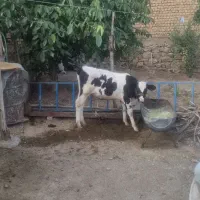 فروش گاو و گوساله